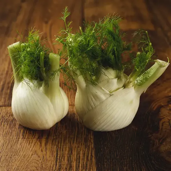 Fennel  (v1893p5)