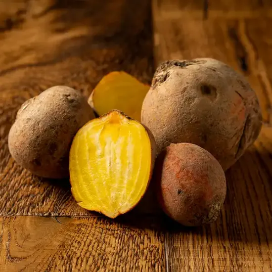 Golden Beetroot (v1729p1)