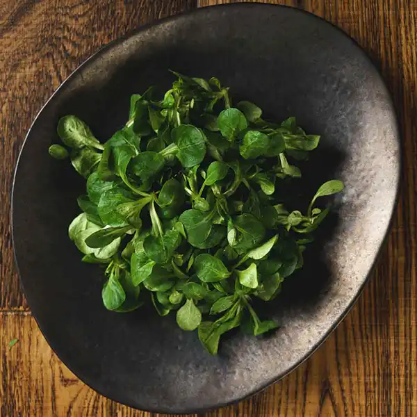 Lambs Lettuce (v2680p5)