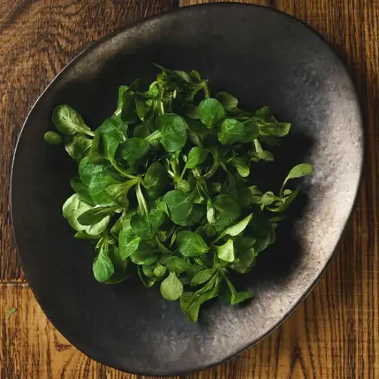 Lambs Lettuce (v2680p5)