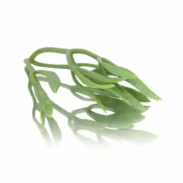 Sea Fennel (v2718p5)