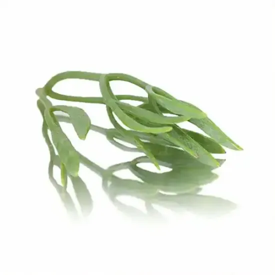 Sea Fennel (v2718p5)