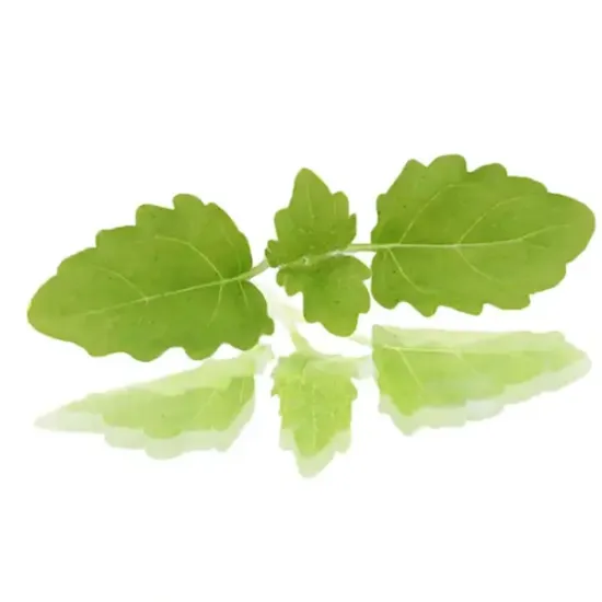 Micro Cress Lemon Balm (v2711p5)