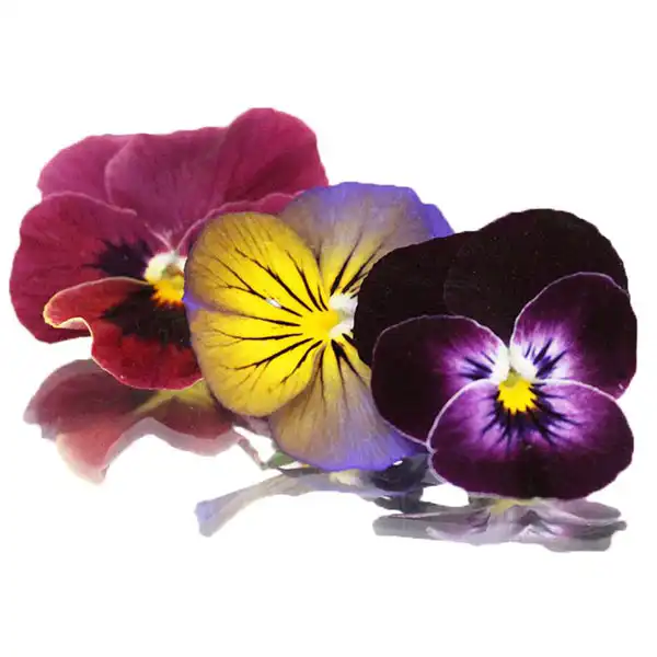 Viola Mix - Edible Flowers (v1726p5)