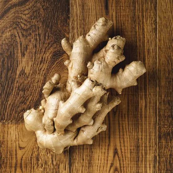 Ginger Root (v2681p1)