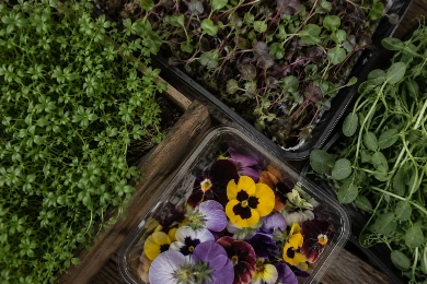 Cress, Micro-Greens & Flowers 