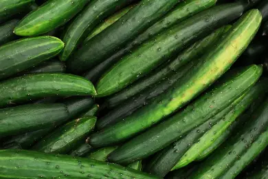 Cucumber