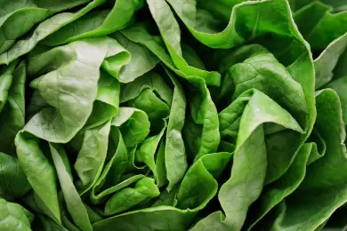 Fresh Produce /Salad /Lettuce 