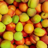 Stone Fruits