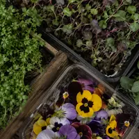 Cress, Micro-Greens & Flowers