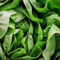 Lettuce
