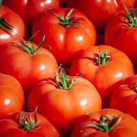 Tomatoes