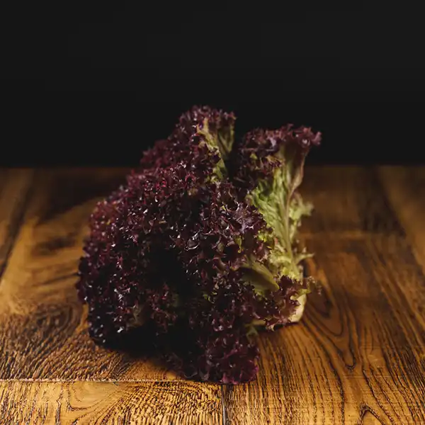 Lettuce Lollo Rosso (v1291p1)
