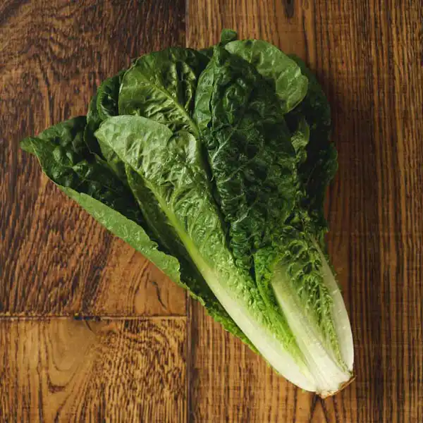 Cos/Romaine Lettuce (v1317p5)