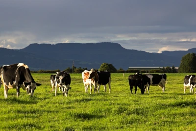 Grass-Fed Beef from Lancashire & Yorkshire