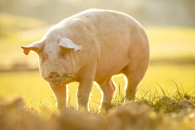 Local Pork Sausages & Burgers