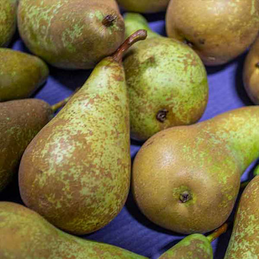 Picture of Pears (12kg)