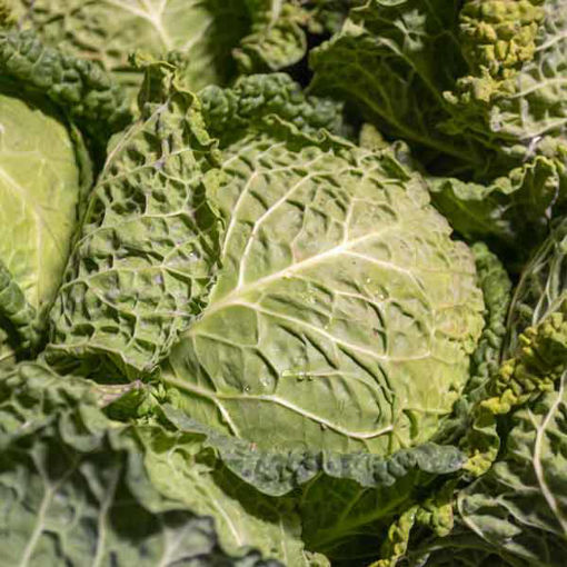 Picture of Savoy Cabbage (8)