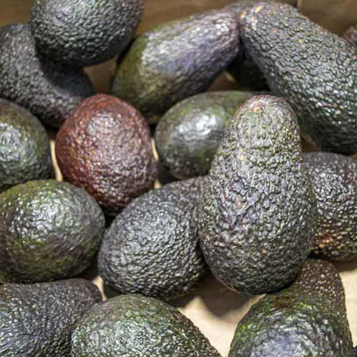 Picture of Fresh Avocadoes RTE (20)