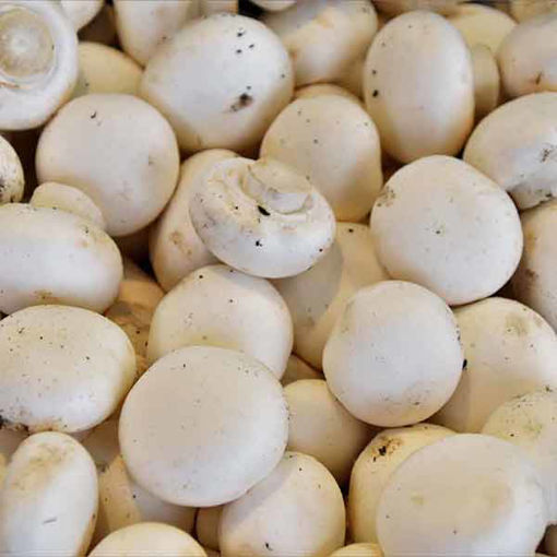 Picture of Pilgrim Fresh Produce Cup Mushrooms (1.36kg)