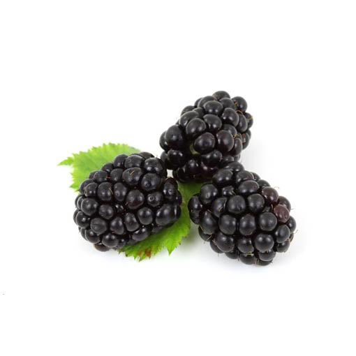 Picture of Pilgrim Fresh Produce Blackberries (12x150g)