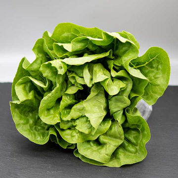 Picture of Pilgrim Fresh Produce Cos/Romaine Lettuce (10)