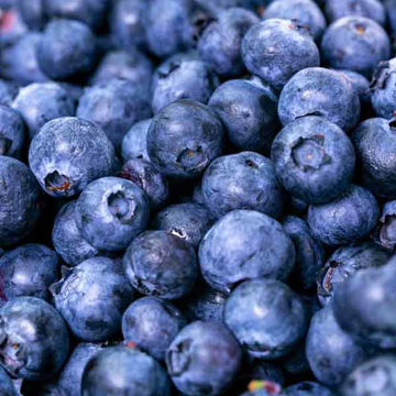 Picture of Pilgrim Fresh Produce Blueberries (12x125g)