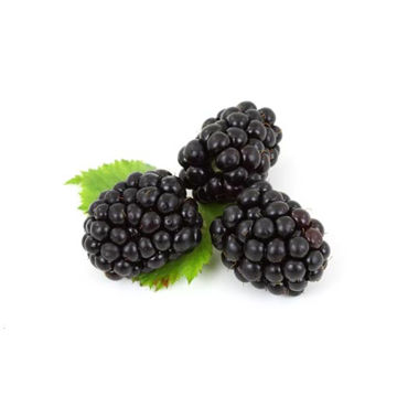 Picture of Pilgrim Fresh Produce Blackberries (12x125g)