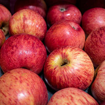 Picture of Pilgrim Fresh Produce Royal Gala Apples (163)