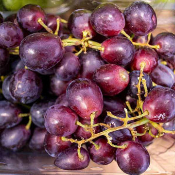 Picture of Pilgrim Fresh Produce Red Grapes (seedless) (10x500g)