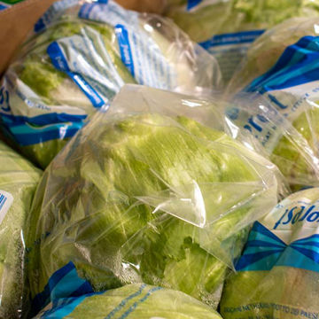Picture of Pilgrim Fresh Produce Iceberg Lettuce (10)