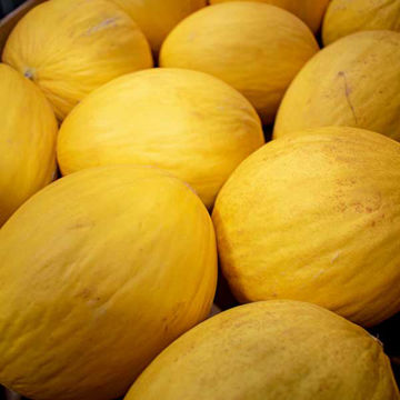 Picture of Pilgrim Fresh Produce Honeydew Melon (8)