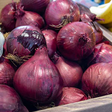 Picture of Pilgrim Fresh Produce Red Onions (10kg)