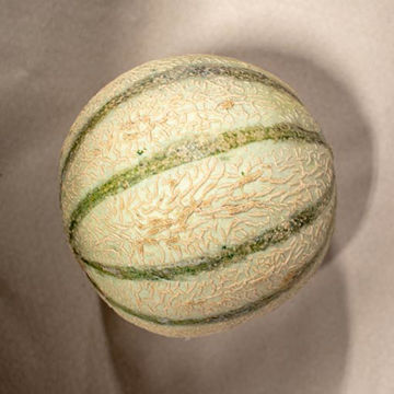 Picture of Pilgrim Fresh Produce Cantaloupe Melon (6)