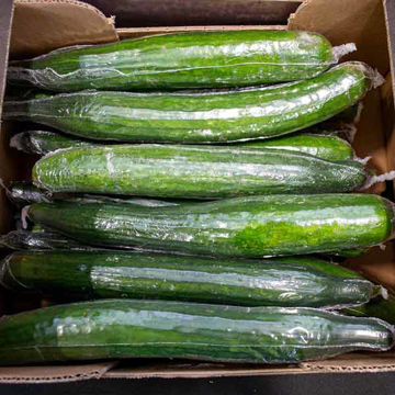 Picture of Pilgrim Fresh Produce Cucumbers (14)